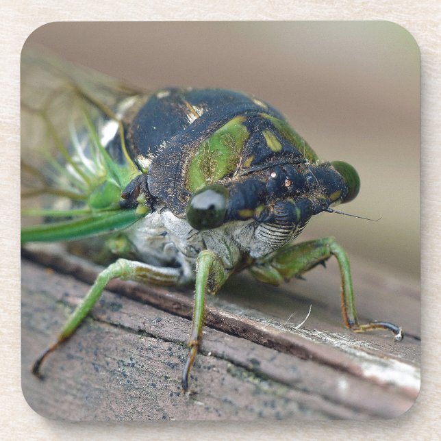 Cicada Coaster (Front)