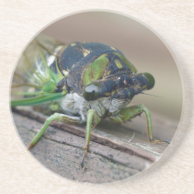 Cicada Coaster (Front)