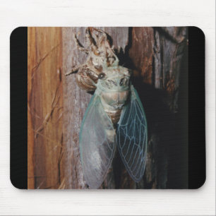 Cicada dries his wings mouse pad
