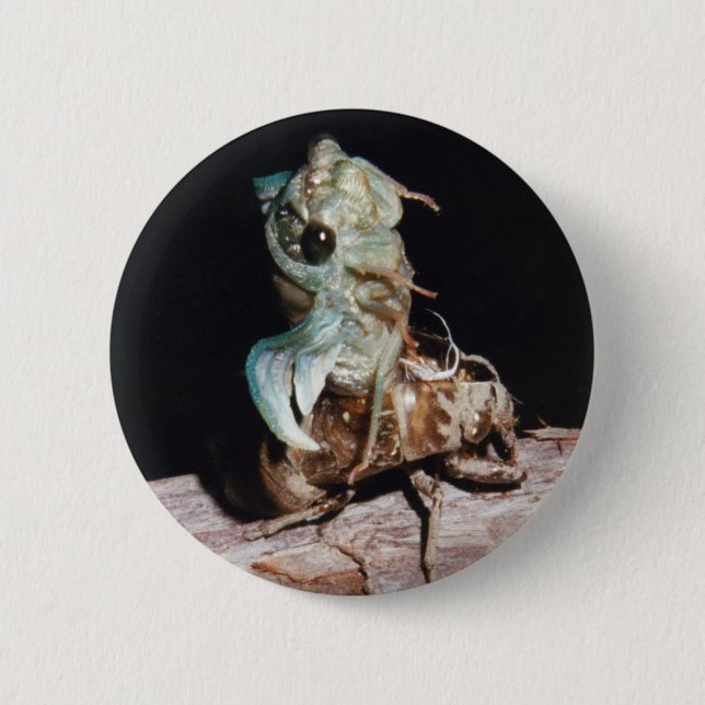 Cicada Emerging from Shell 2 Inch Round Button (Front)
