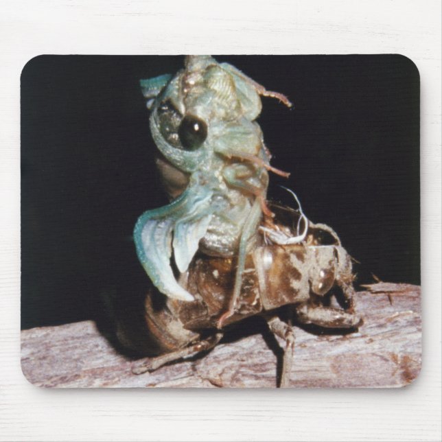 Cicada Emerging from Shell Mouse Pad (Front)