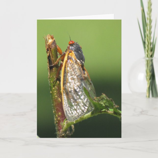 Cicada greeting card (Front)