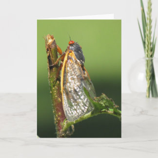 Cicada greeting card