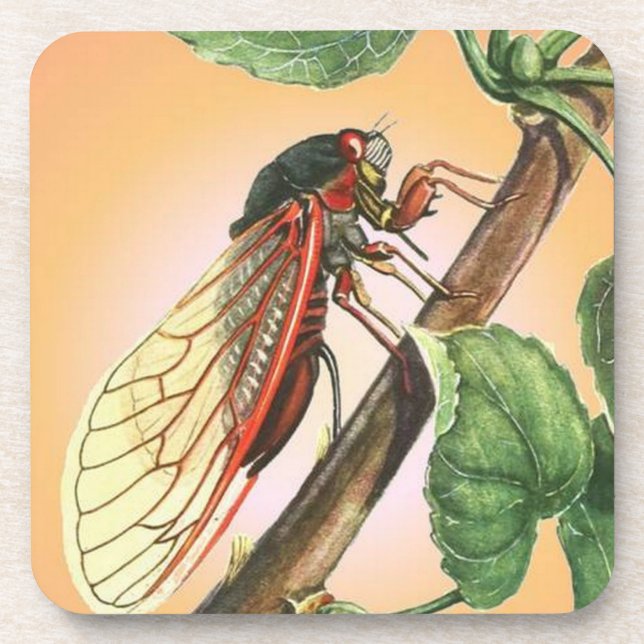 Cicada Insect Illustration Art Coaster (Front)