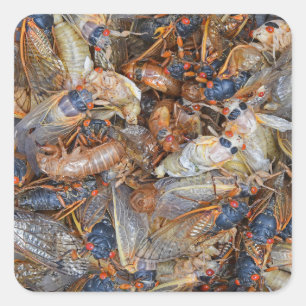Cicada Invasion II Square Sticker