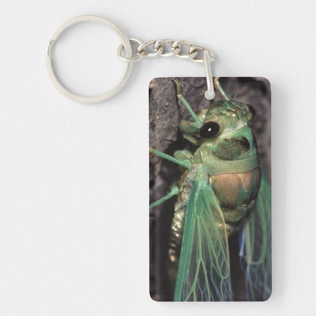 Cicada Keychain (Front)