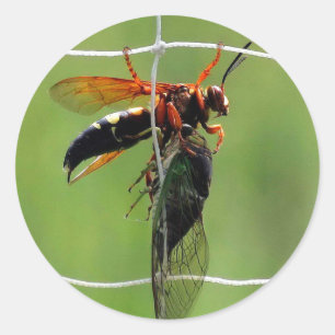 Cicada killer wasp holding dead cicada classic round sticker