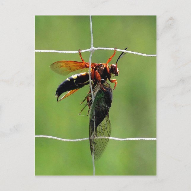 Cicada killer wasp holding dead cicada postcard (Front)