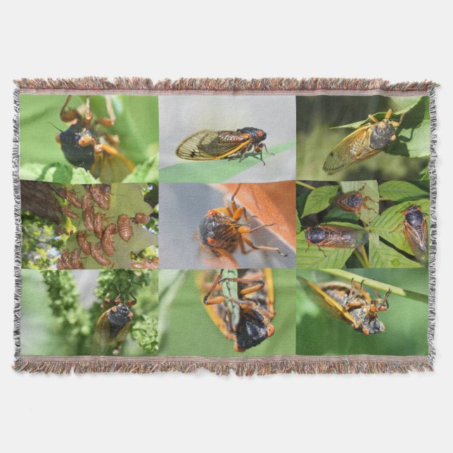 Cicada Mania jeter la couverture (Devant)