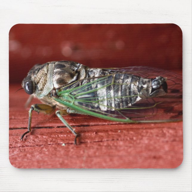Cicada Mouse Pad (Front)