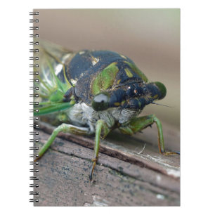 Cicada Notebook