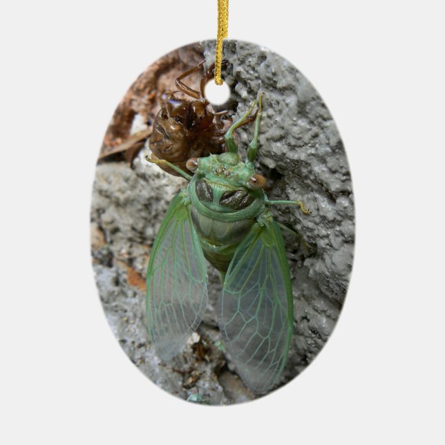 Cicada on the Wall Ceramic Ornament (Front)