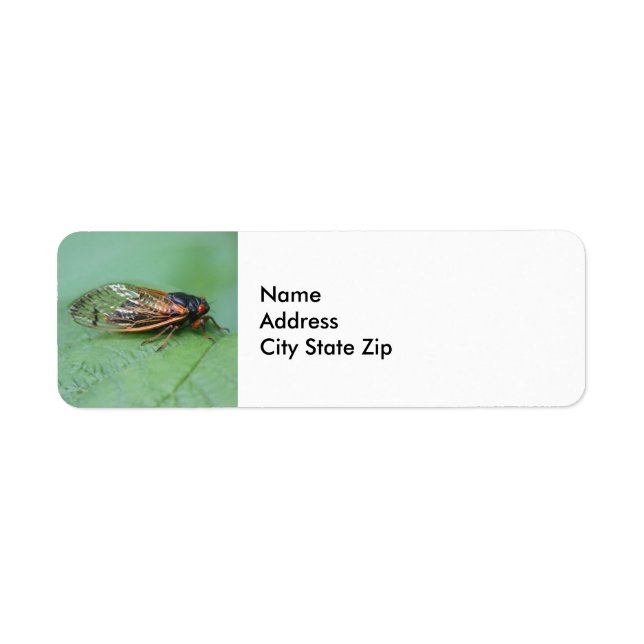 Cicada Photo (Front)