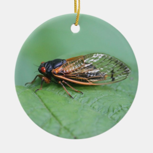 Cicada Photo Ceramic Ornament (Front)