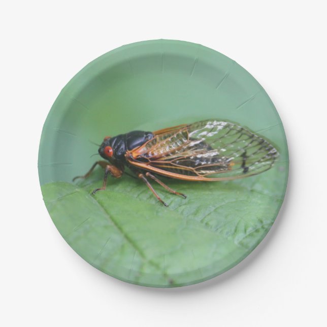Cicada Photo Paper Plate (Front)