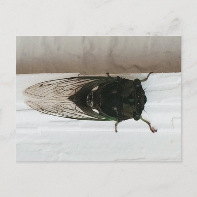 Cicada Photo Postcard (Front)