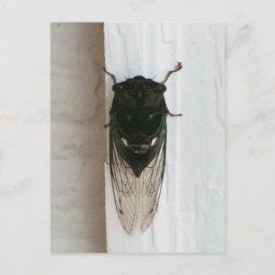 Cicada Photo Postcard