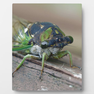 Cicada Plaque