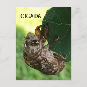 Cicada - Postcard