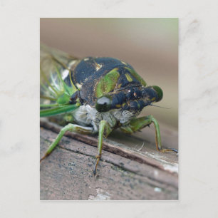 Cicada Postcard