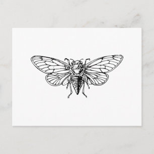 Cicada Postcard