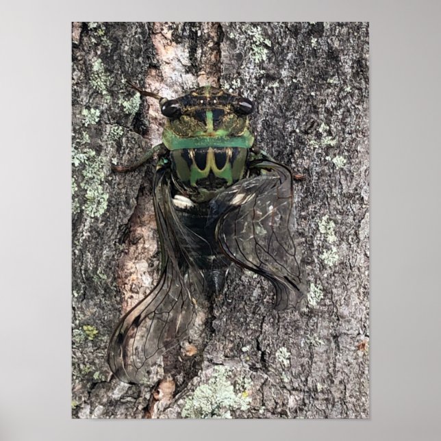Cicada Poster (Front)