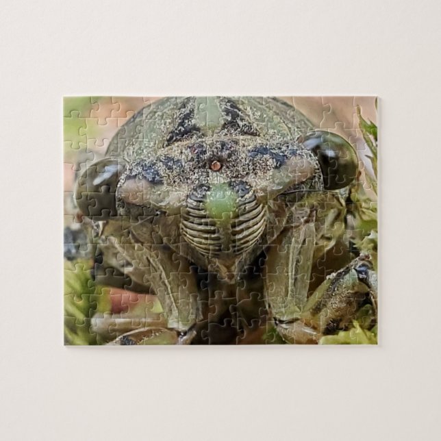 Cicada puzzle (Horizontal)