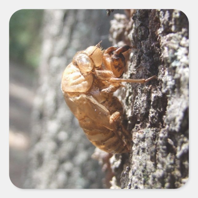Cicada Shell Sticker (Front)