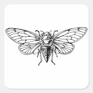 Cicada Square Sticker