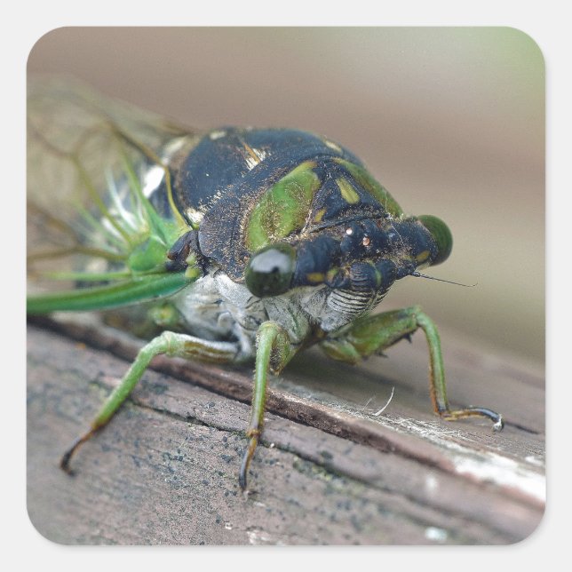 Cicada Square Sticker (Front)