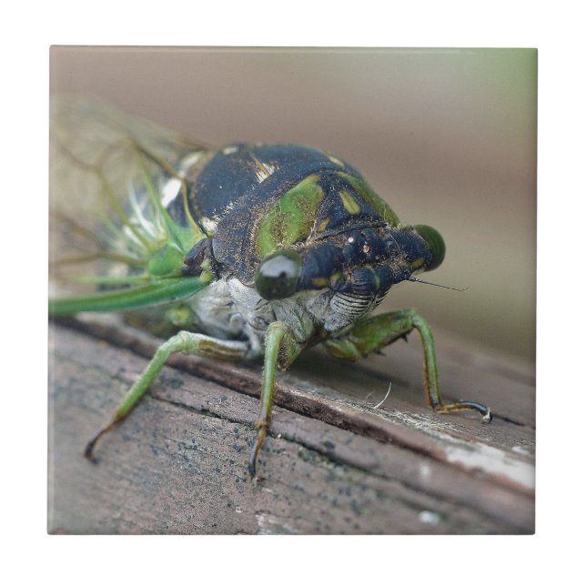Cicada Tile (Front)