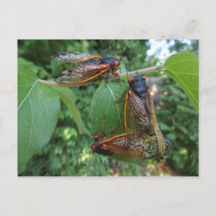 Cicada Trio Postcard