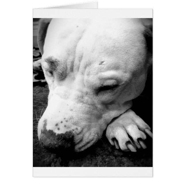 cicatrice de harry potter chien pit bull blanc (Devant)