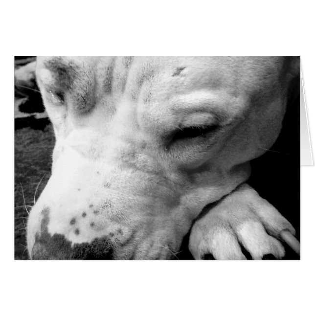 cicatrice de harry potter chien pit bull blanc (Devant horizontal)