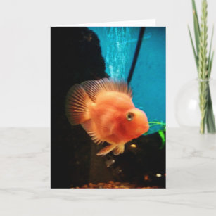 "Cichlid Blood Parrot" Thank You Card