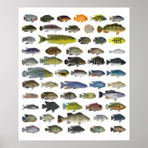Cichlid Group Poster