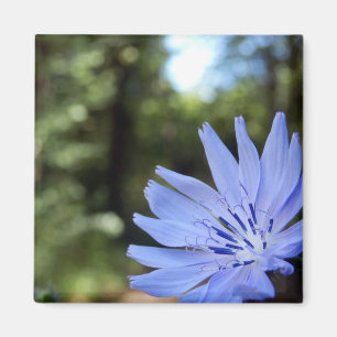 Cichorium Intybus Magnet