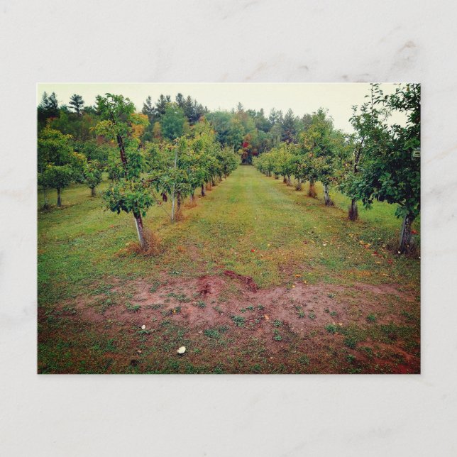 Cider Flats apple orchard Hinckley Minnesota  Postcard (Front)