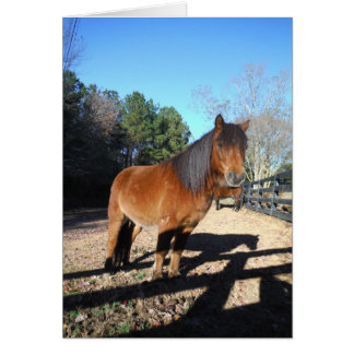 Ciel turquoise de poney Brown