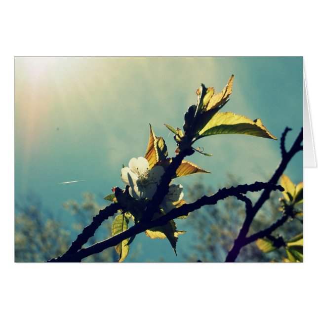 Ciel vintage (Devant horizontal)