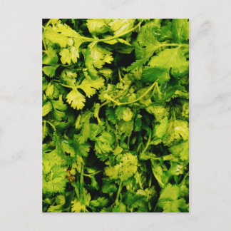 Cilantro / Coriander Leaves Postcard