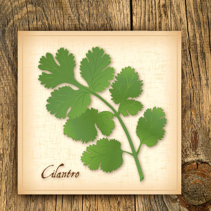 Cilantro Herb Poster