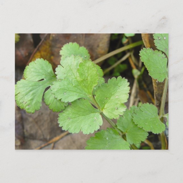 Cilantro Postcard (Front)