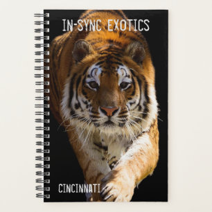 Cincinnati Tiger -