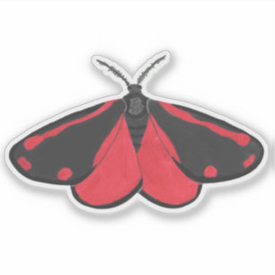 Cinnabar Moth
