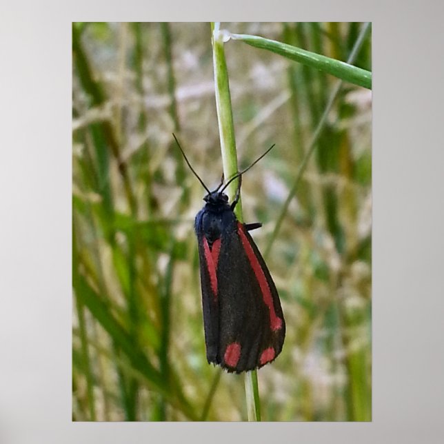 Cinnabar Moth Poster (Front)
