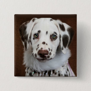 Cinnabon Dalmatian 2 Inch Square Button
