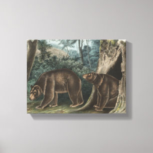 Cinnamon Bear Audubon Canvas Print