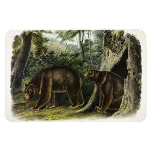 Cinnamon Bear from Audubon's Quadrupeds Magnet
