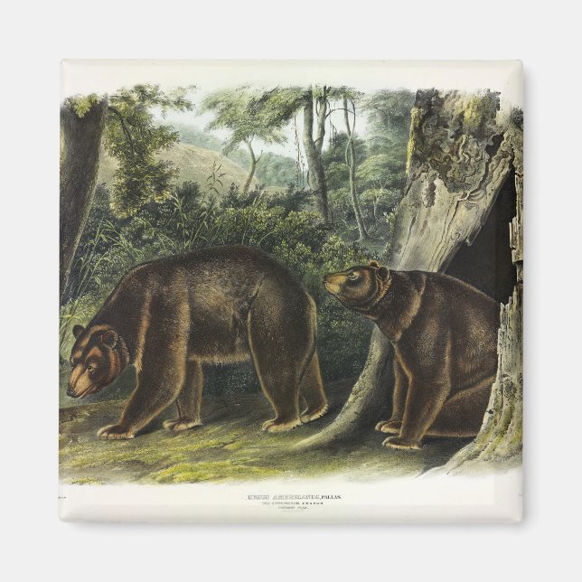 Cinnamon Bear from Audubon's Quadrupeds Magnet (Front)